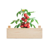 Roma-Tomate (Solanum lycopersicum Roma) Zuchtset in einer Holzkiste mit Gartenkompost. Hergestellt in der EU.-Holz-8719941056855-3